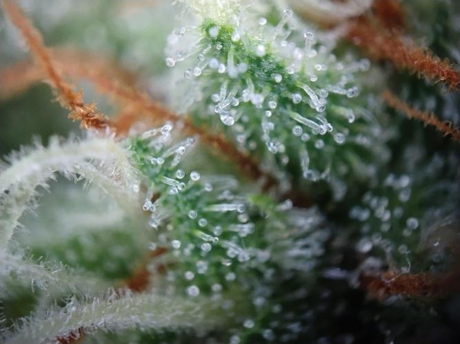 Promo Seeds MJ 2026. Week 14