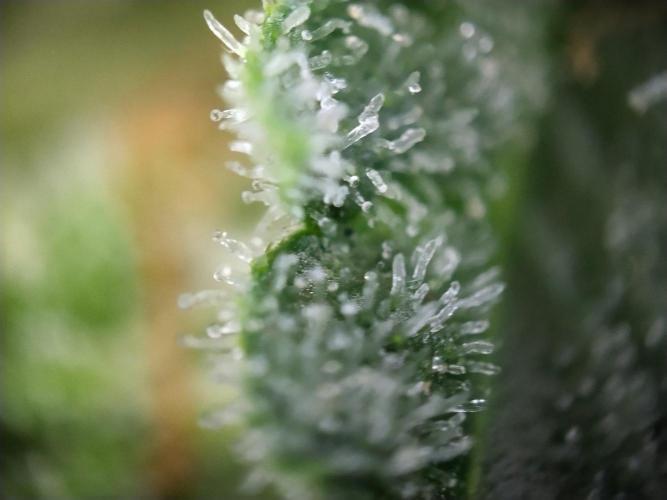 Promo Seeds MJ 2026. Week 14
