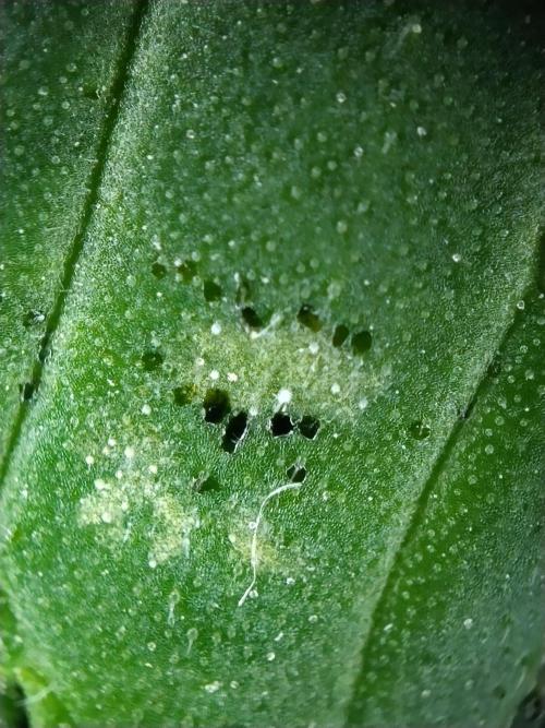 Promo Seeds MJ 2026. Week 14