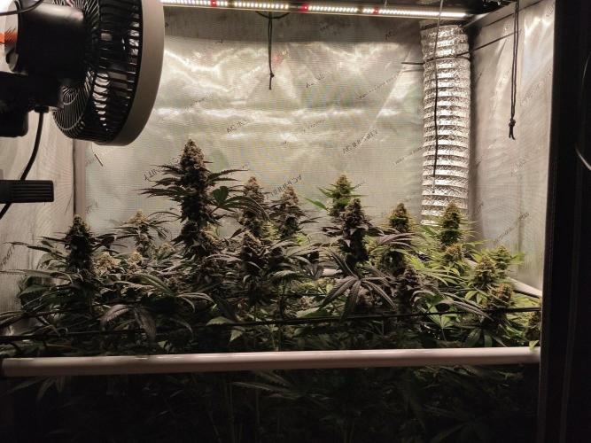 Guzzlerz. Week 14