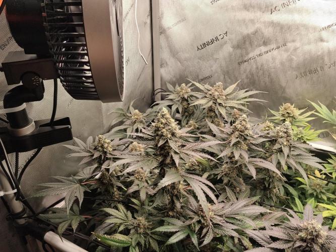 Guzzlerz. Week 14