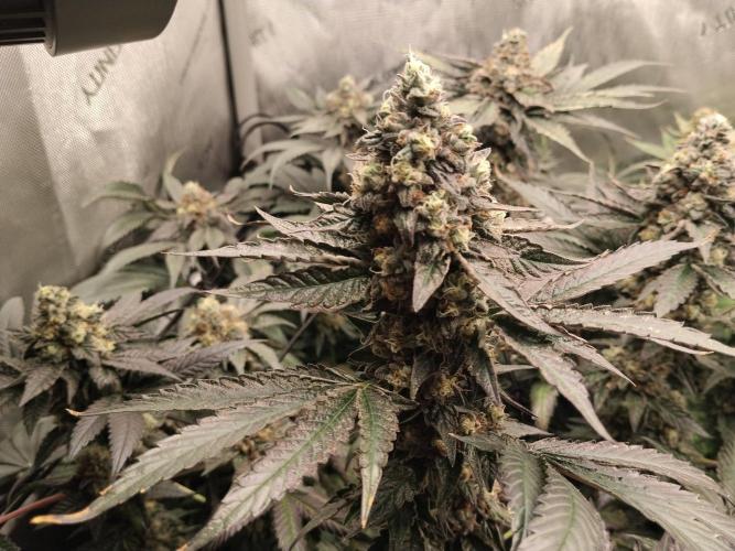 Guzzlerz. Week 14