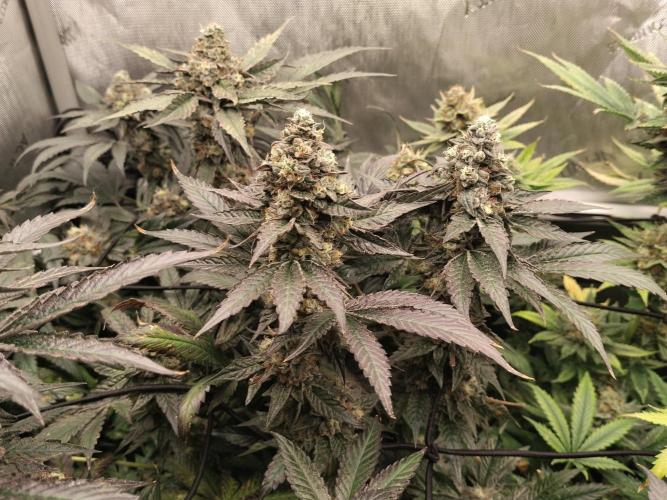 Guzzlerz. Week 14