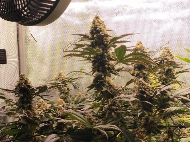 Guzzlerz. Week 14