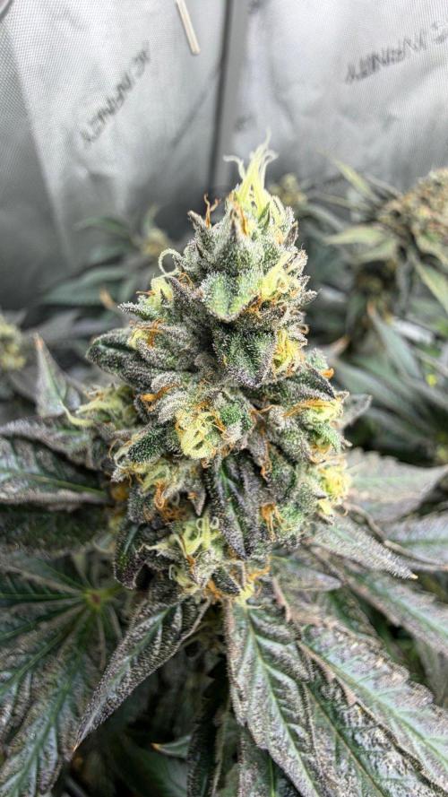 Guzzlerz. Week 14
