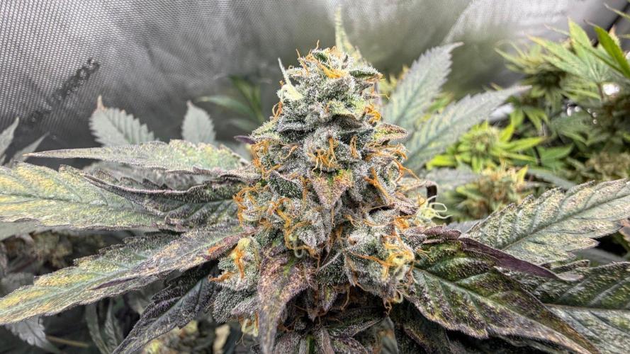 Guzzlerz. Week 14