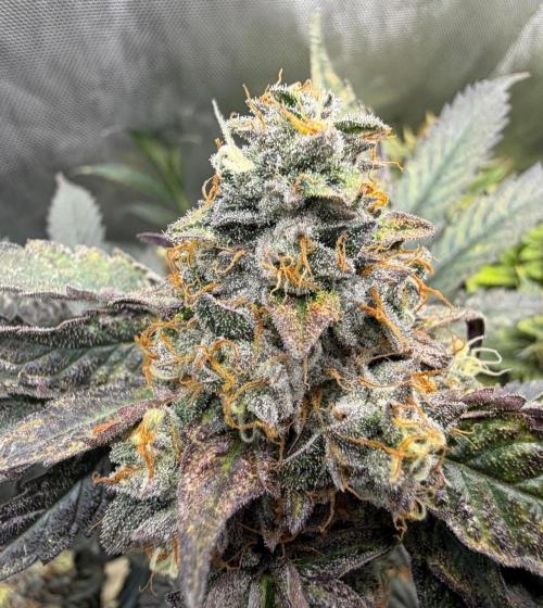 Guzzlerz. Week 14