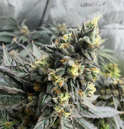 Guzzlerz. Week 14