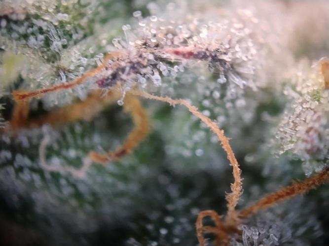 Guzzlerz. Week 14