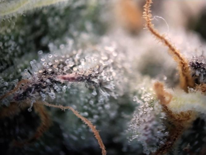Guzzlerz. Week 14
