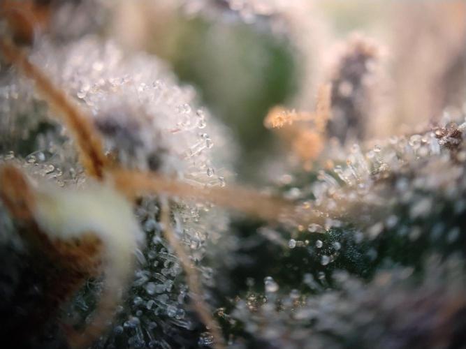 Guzzlerz. Week 14