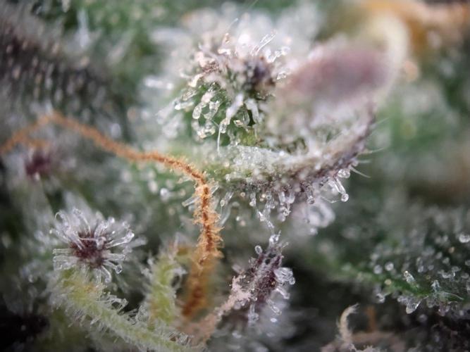 Guzzlerz. Week 14