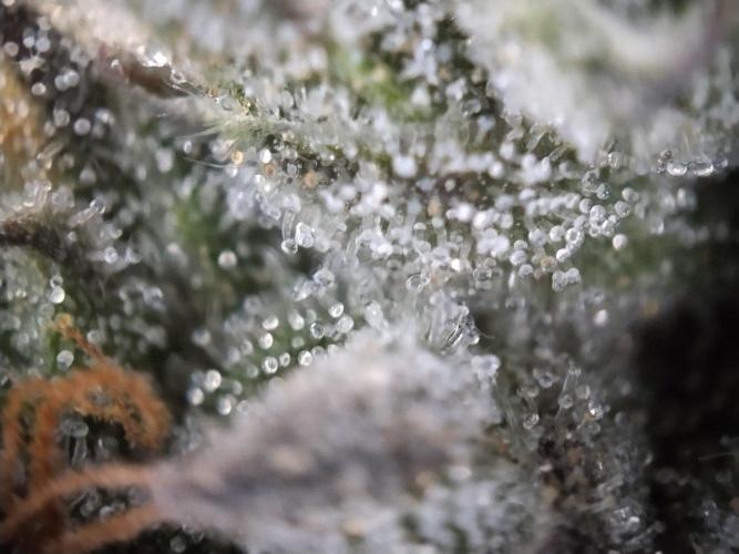 Guzzlerz. Week 14