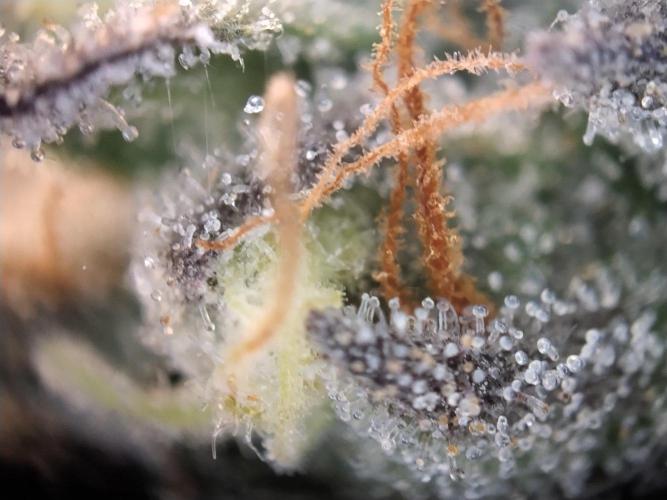 Guzzlerz. Week 14