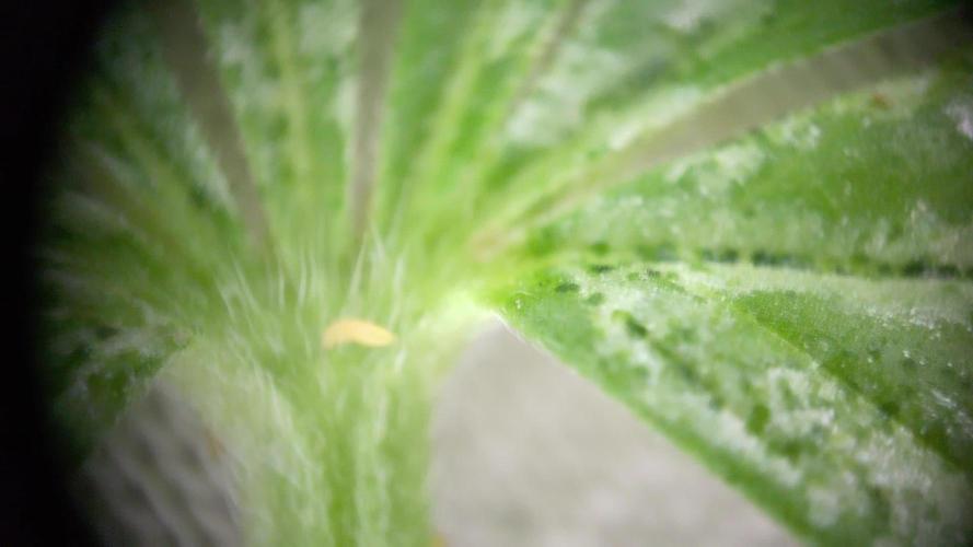Promo Seeds MJ 2026
