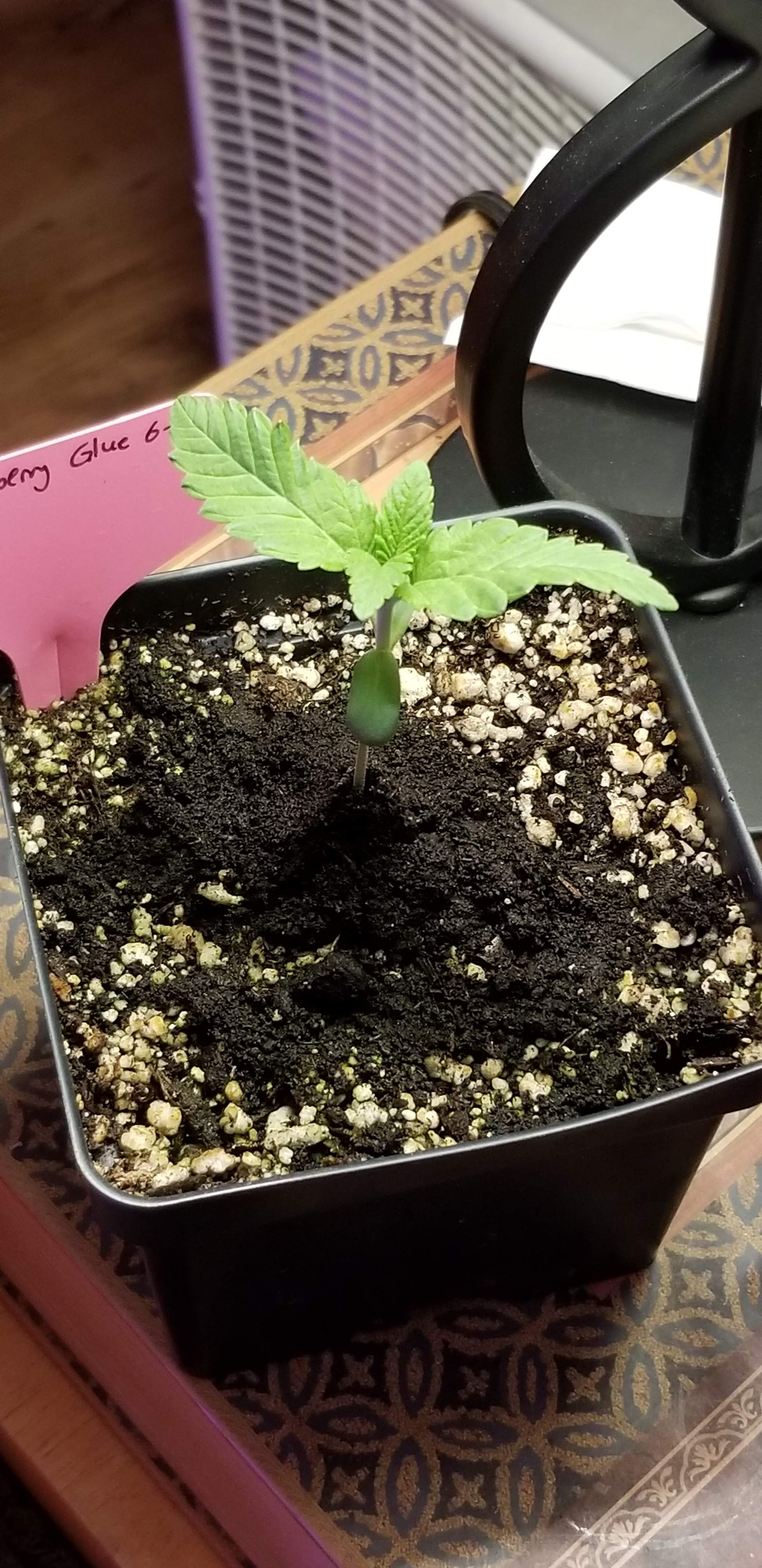 T.H.Seeds Strawberry Glue grow diary (journal) week1 by ChiefDoberman