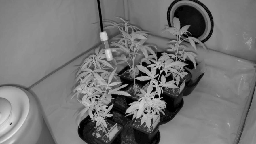 Lab Run No1 - Lab Tent 1 - High4Life Frost Citrus Runtz