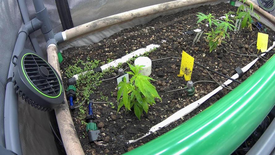 Lab Run No1 - Lab Tent 1 - High4Life Frost Citrus Runtz