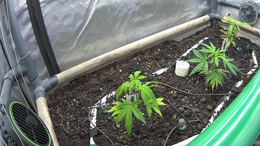 Lab Run No1 - Lab Tent 2 - High4Life Frost Citrus Runtz