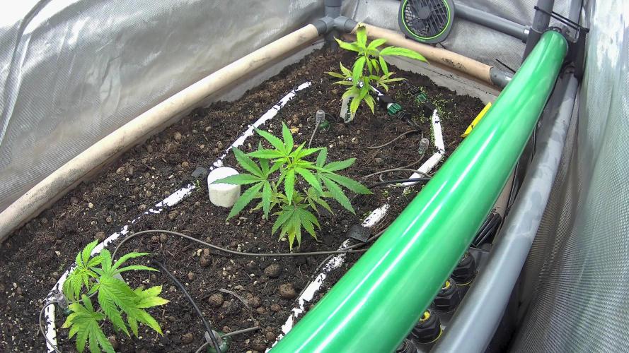 Lab Run No1 - Lab Tent 2 - High4Life Papaya Tronix Supreme