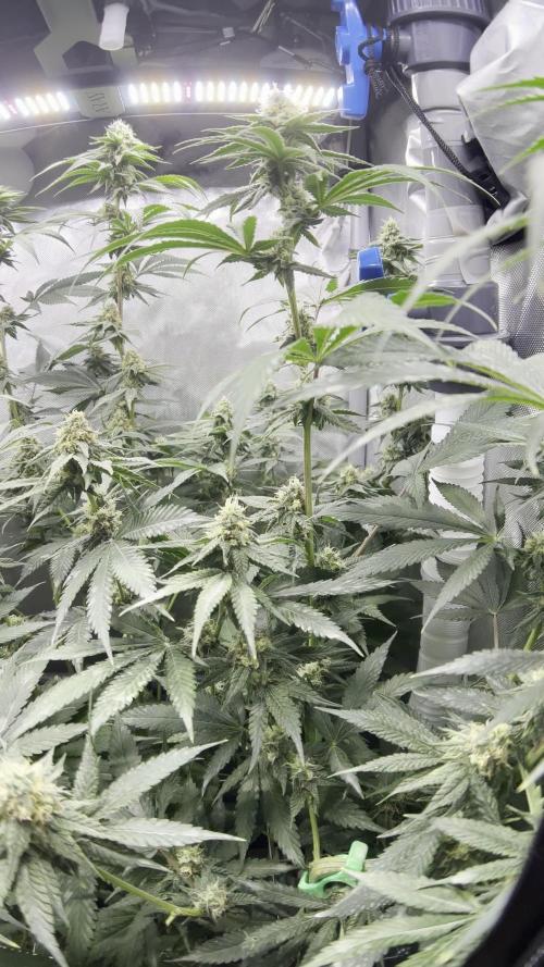 Lab Run No1 - Lab Tent 1 - High4Life Frost Citrus Runtz