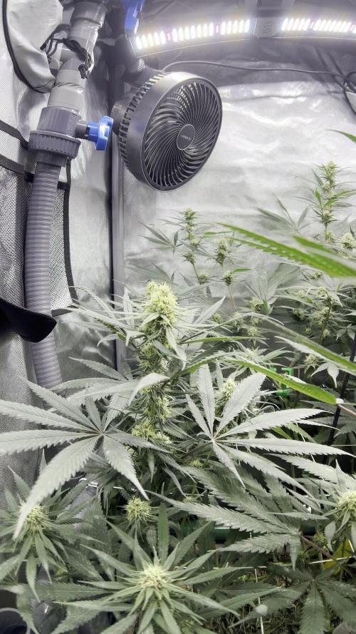 Lab Run No1 - Lab Tent 2 - High4Life Galactic Zkittlez