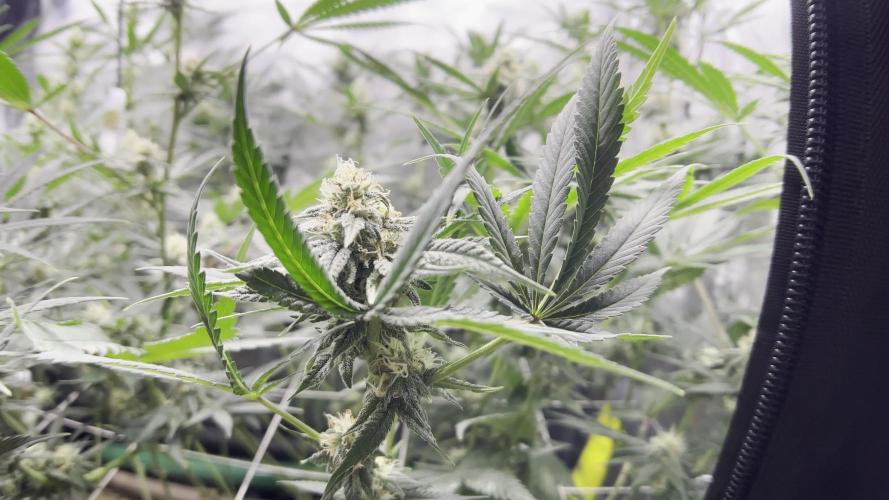 Lab Run No1 - Lab Tent 2 - High4Life Papaya Tronix Supreme