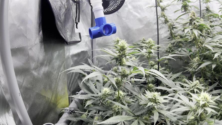 Lab Run No1 - Lab Tent 1 - High4Life Galactic Zkittlez