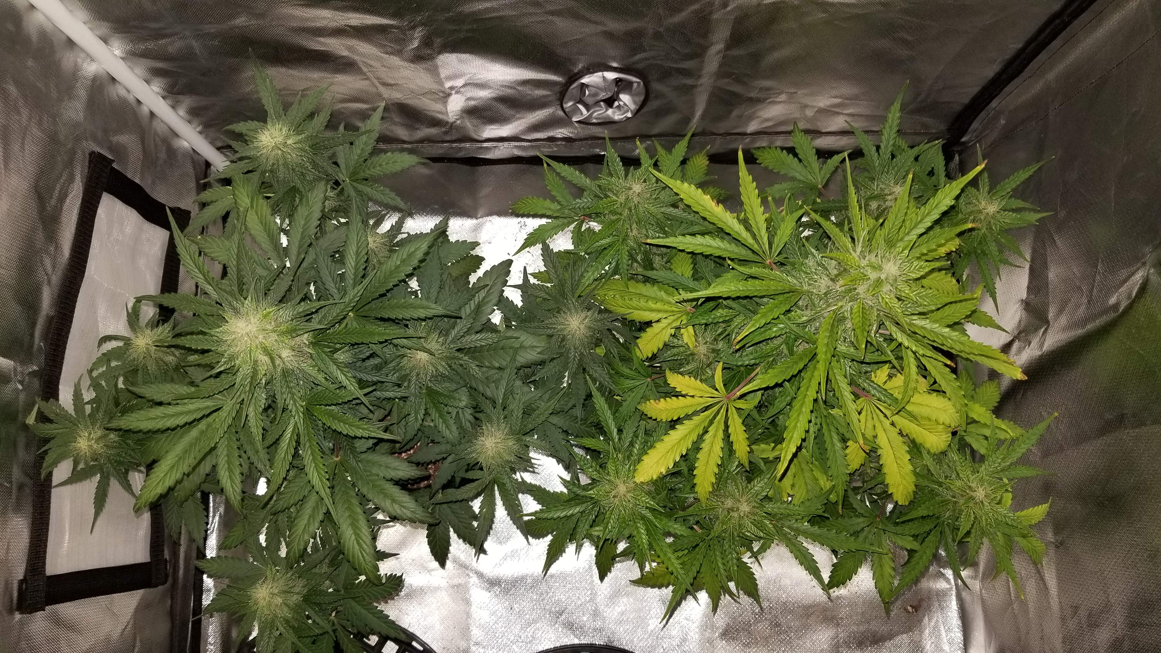 ILGM Northern Lights Autoflower, ILGM Northern Lights Autoflower grow