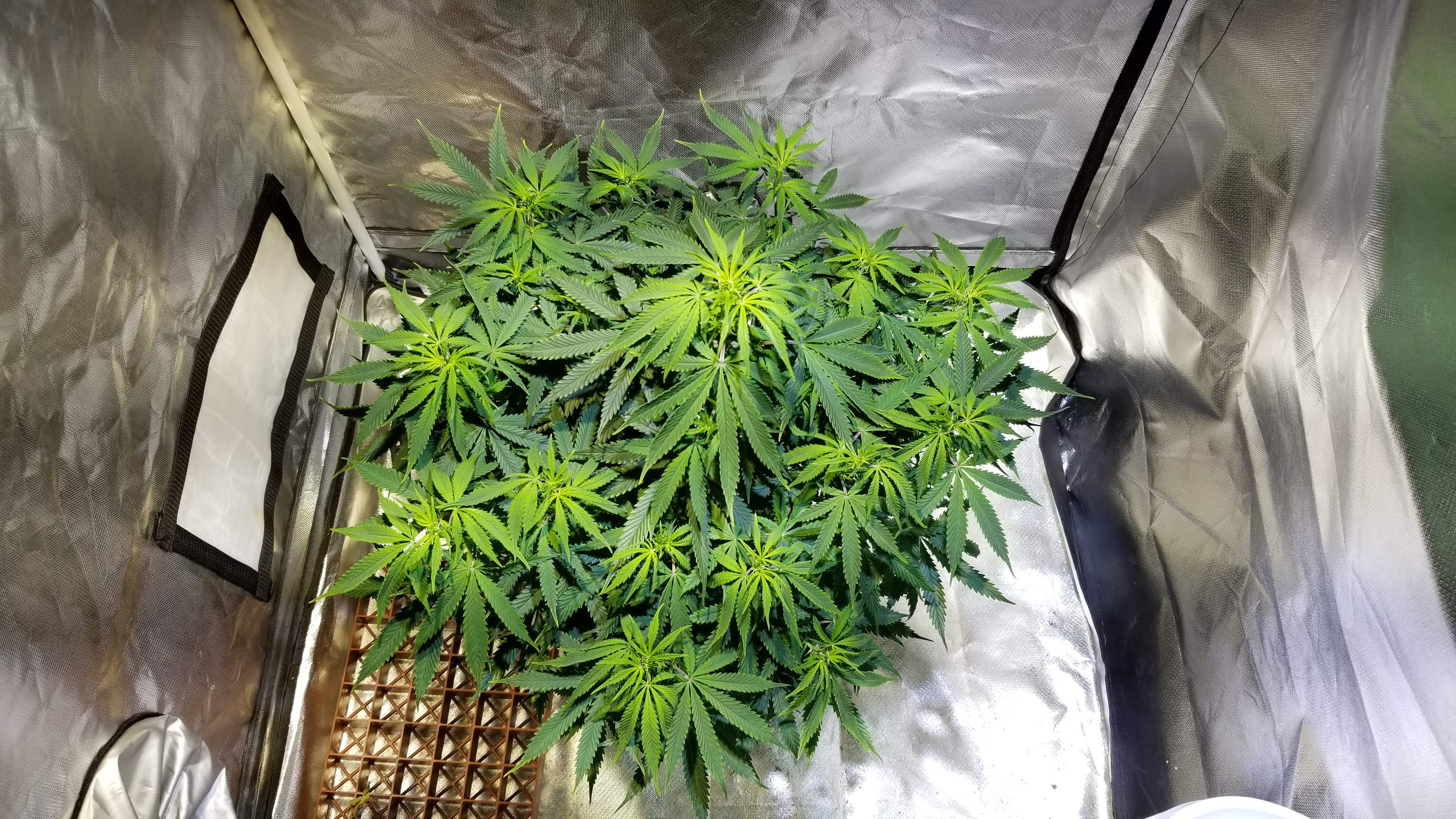 ILGM Blueberry Autoflower grow diary (journal) week8 by Vangogh_Grow