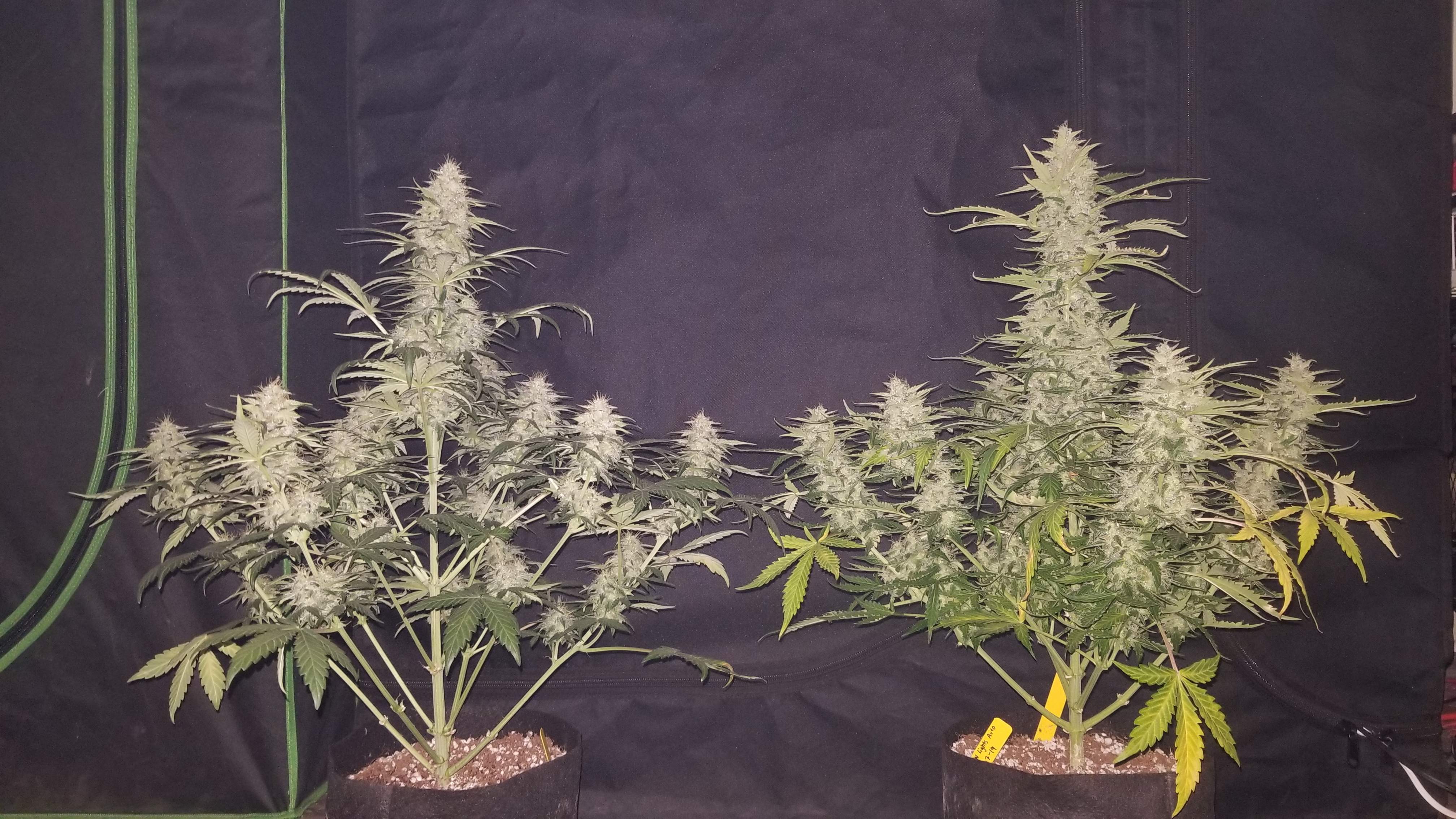 ILGM Northern Lights Autoflower, ILGM Northern Lights Autoflower grow