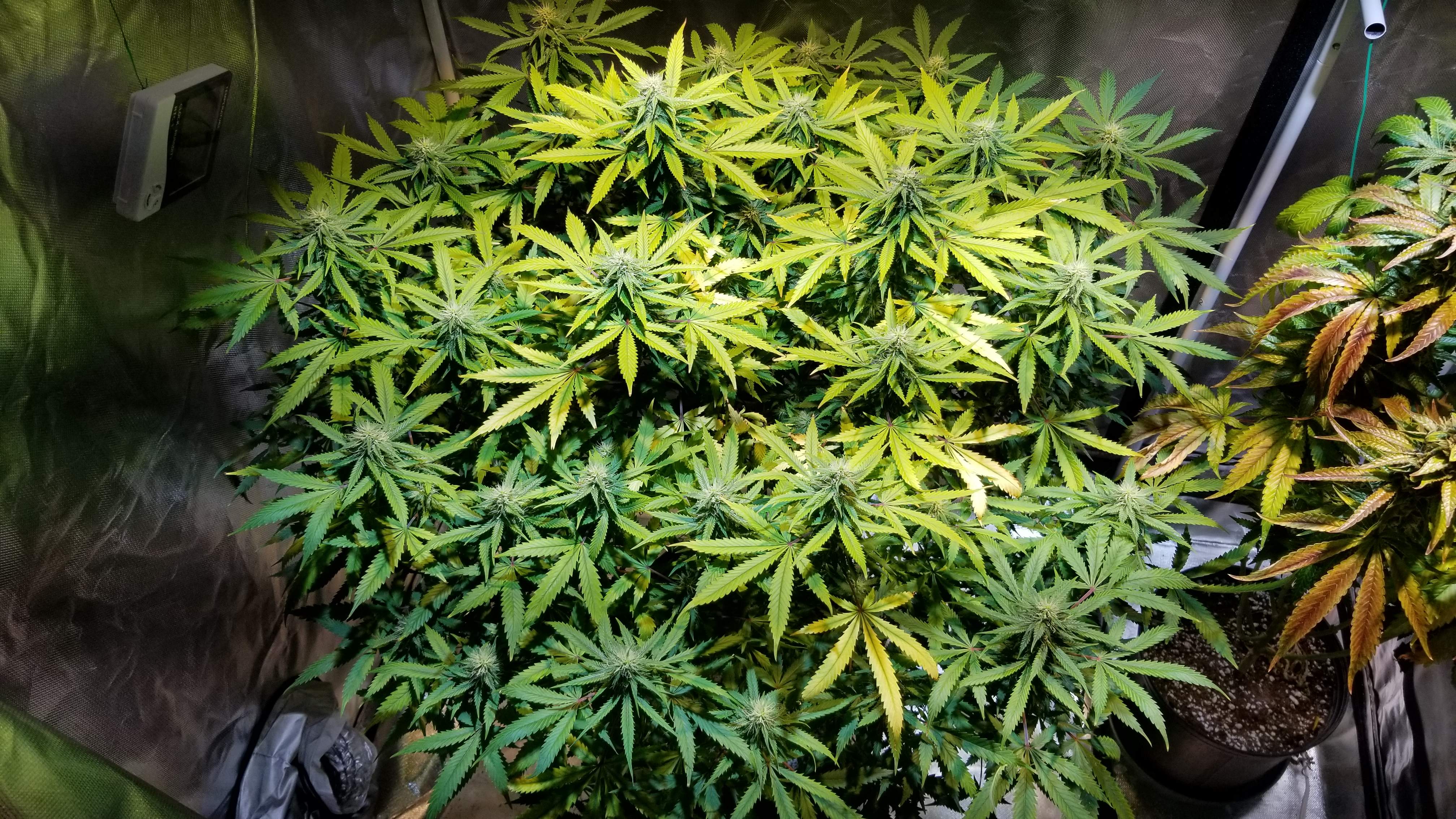ILGM Blueberry Autoflower grow diary (journal) week13 by Vangogh_Grow