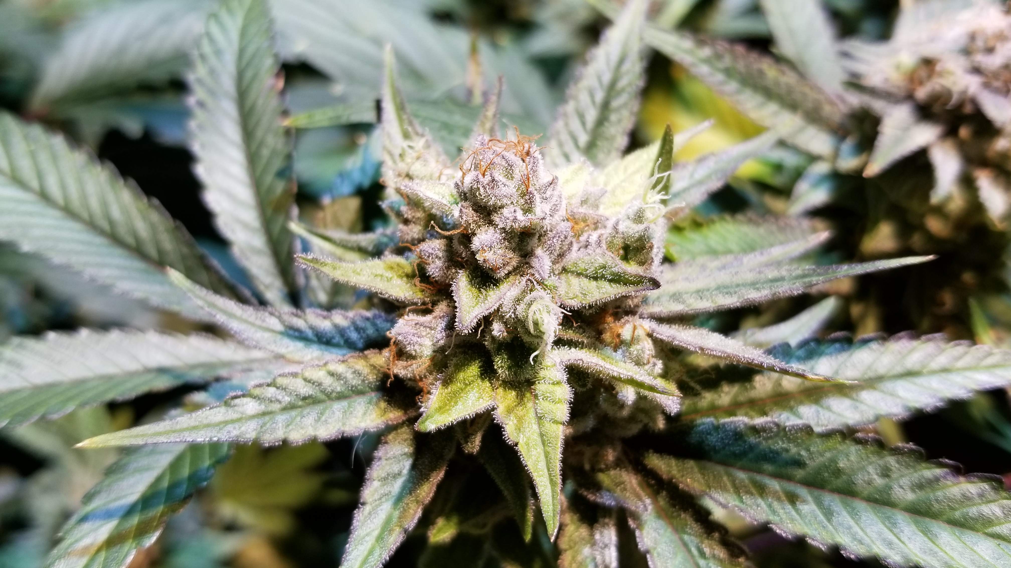 Humboldt Seed Company Blueberry Muffin, Costa Mesa Haze 2 grow diary