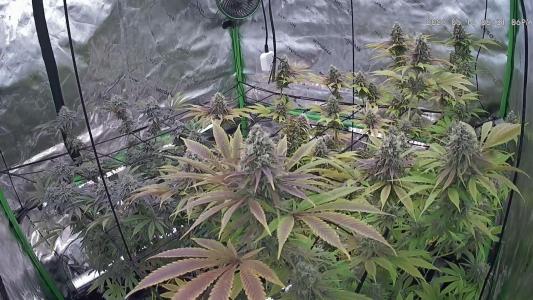 Comment by CAZZ68 photo #4