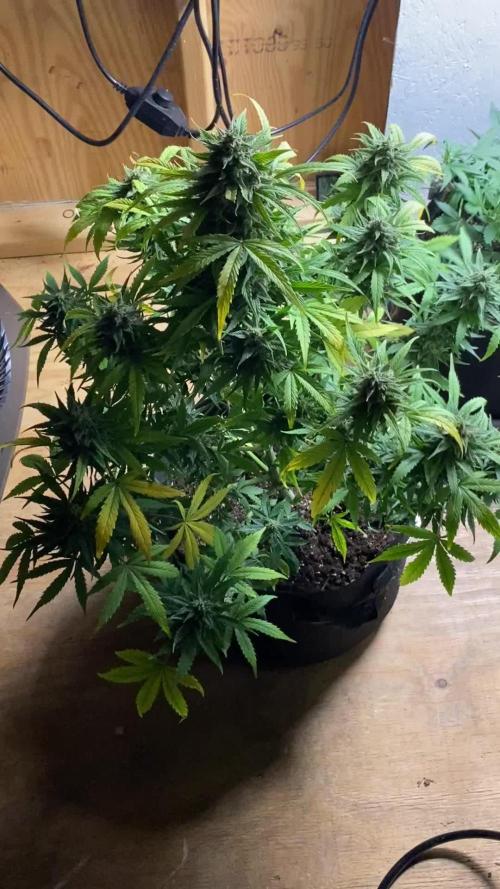 RQS Fast Eddy CBD