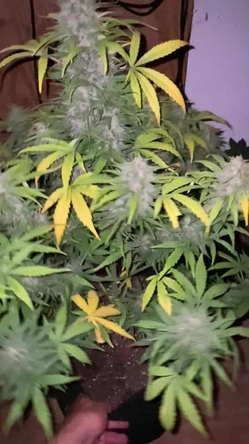 RQS Fast Eddy CBD