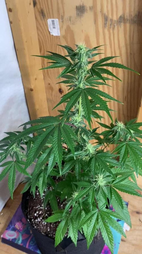 Bruce Banner3