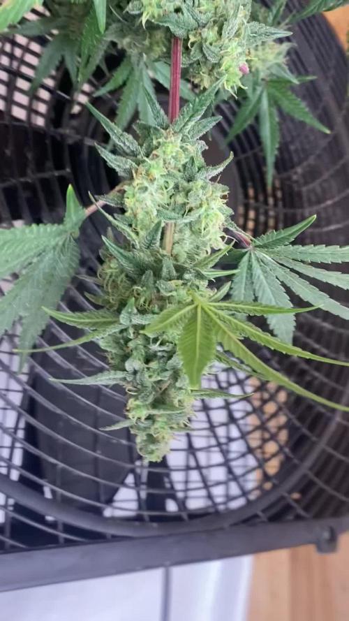 Bruce Banner3