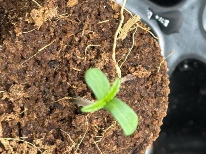 Apple yumyum. Week 0