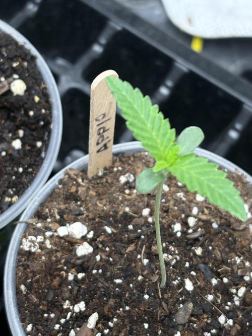 Apple yumyum. Week 0