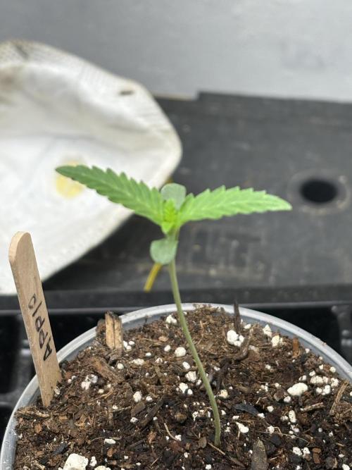 Apple yumyum. Week 0