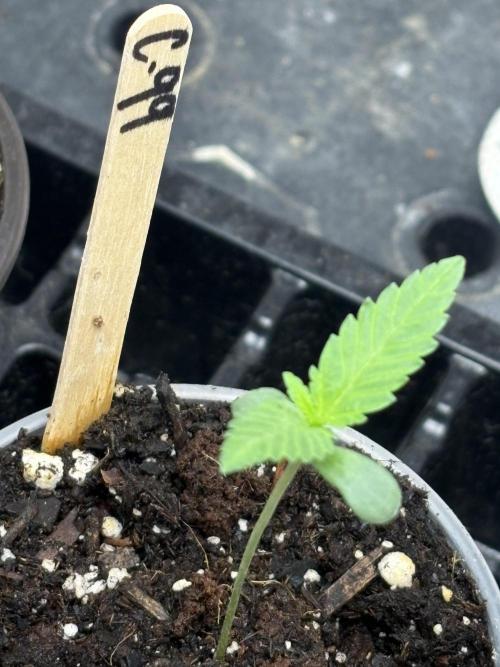 Cinderella 99. Week 0