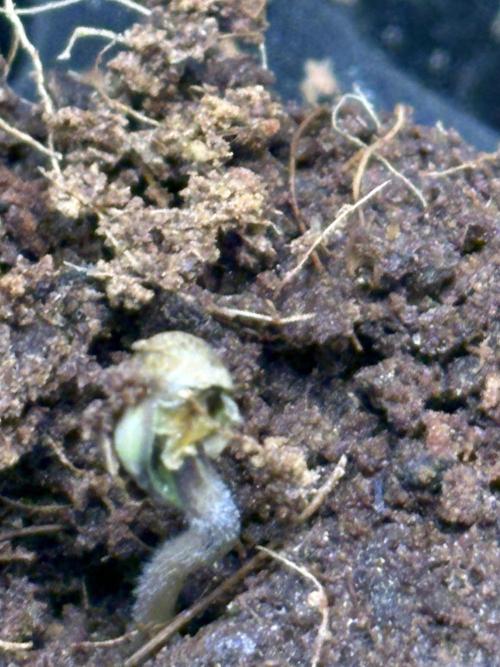 Oh kush - we’ll see. Week 0