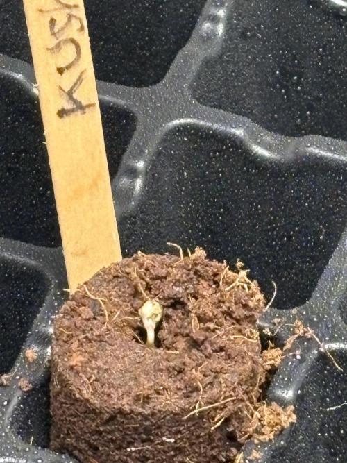 Oh kush - we’ll see. Week 0