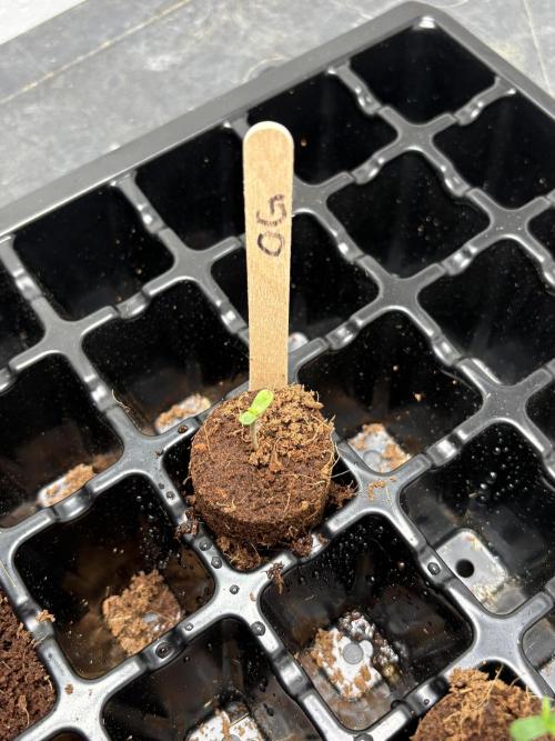 Oh kush - we’ll see. Week 0