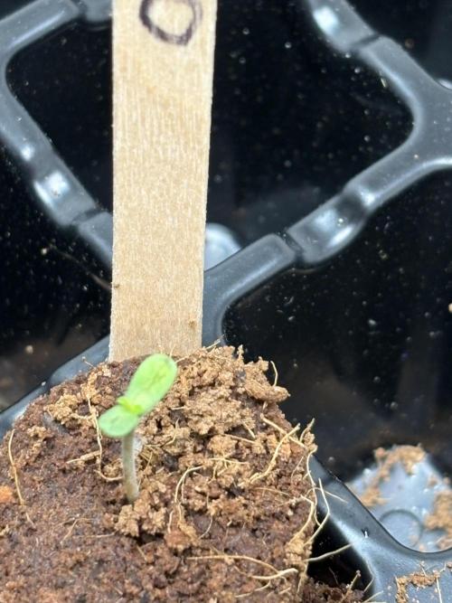 Oh kush - we’ll see. Week 0