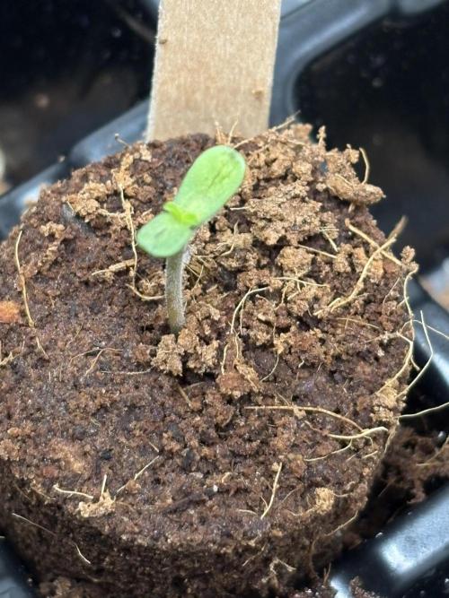 Oh kush - we’ll see. Week 0