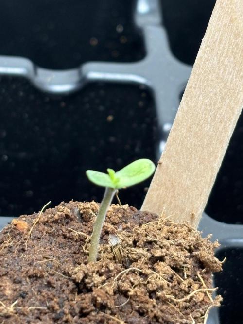 Oh kush - we’ll see. Week 0