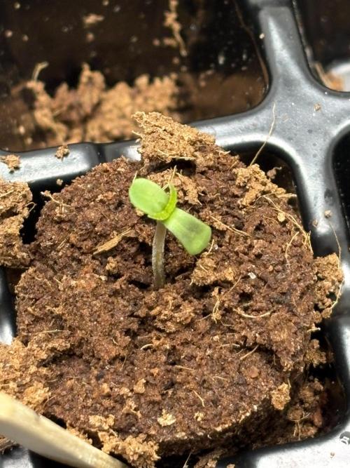 Oh kush - we’ll see. Week 0