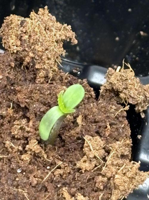 Oh kush - we’ll see. Week 0
